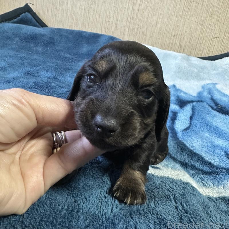 販売中の宮崎県のミニチュアダックスフンド(ロングヘアード)-432072の2枚目