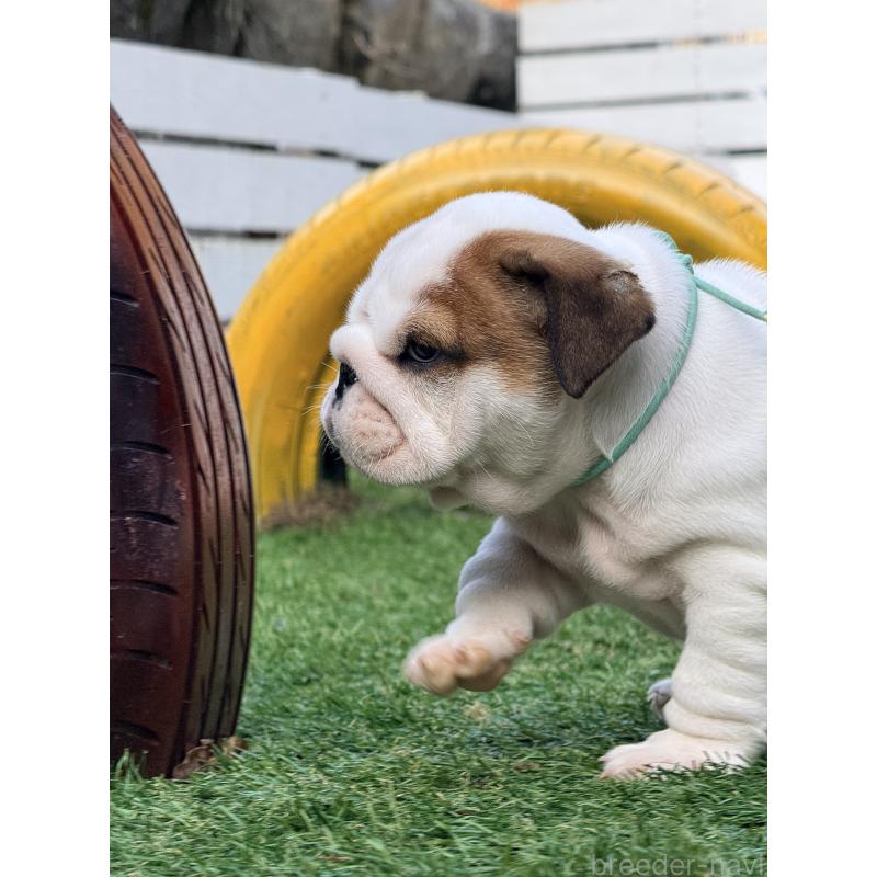 販売中の岡山県のブルドッグ-432073の5枚目