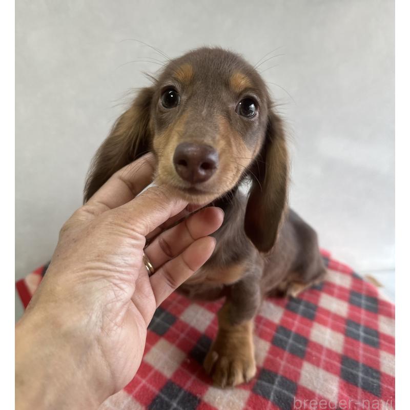 販売中の宮崎県のミニチュアダックスフンド(ロングヘアード)-416444