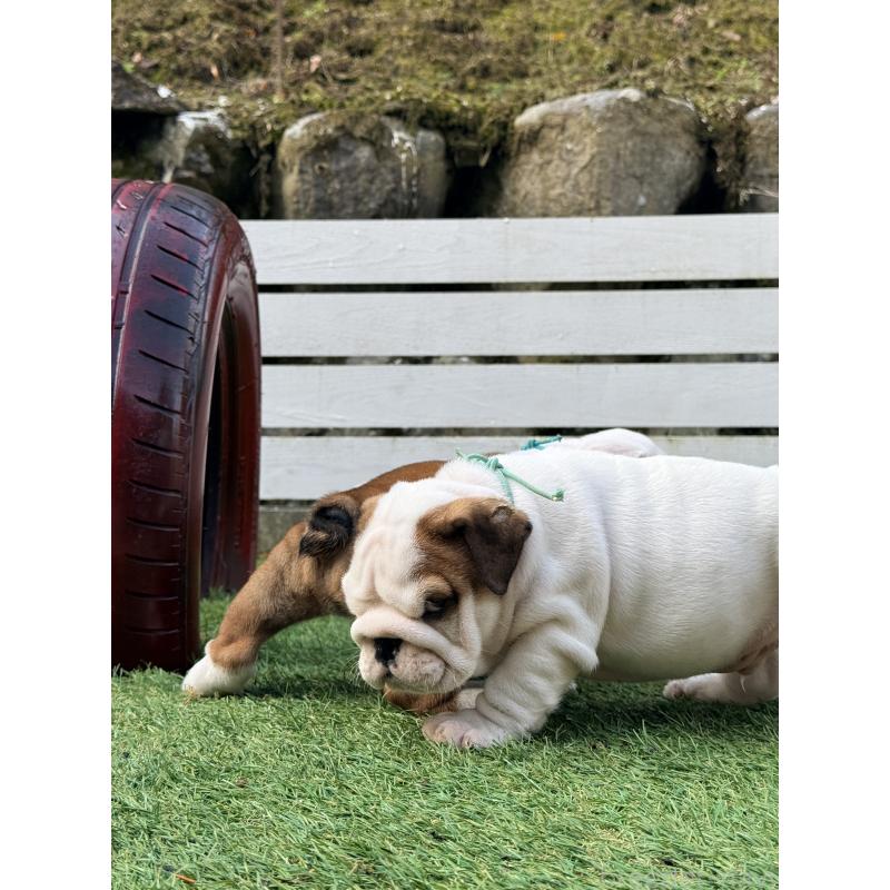 販売中の岡山県のブルドッグ-432073の4枚目