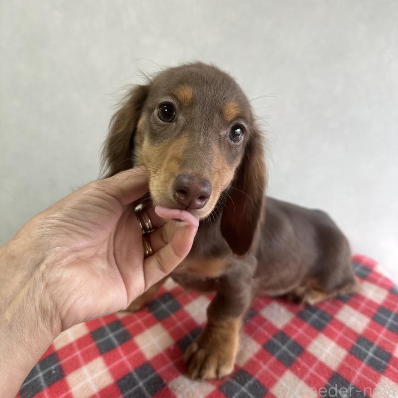 販売中の宮崎県のミニチュアダックスフンド(ロングヘアード)-416444の10枚目