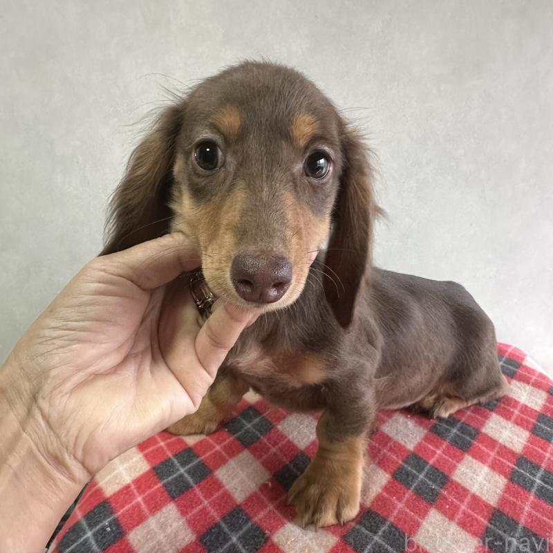 販売中の宮崎県のミニチュアダックスフンド(ロングヘアード)-416444の8枚目