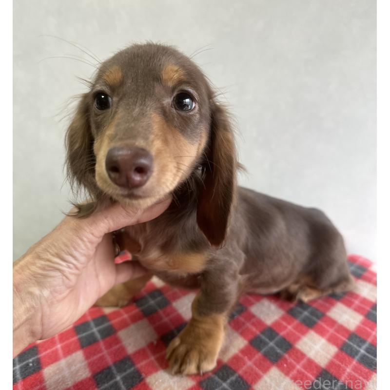 販売中の宮崎県のミニチュアダックスフンド(ロングヘアード)-416444の7枚目