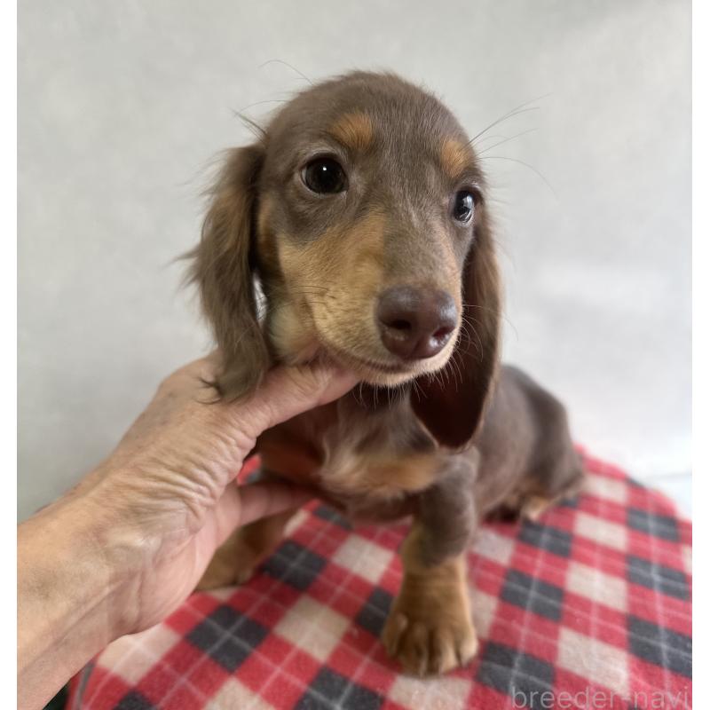 販売中の宮崎県のミニチュアダックスフンド(ロングヘアード)-416444の6枚目