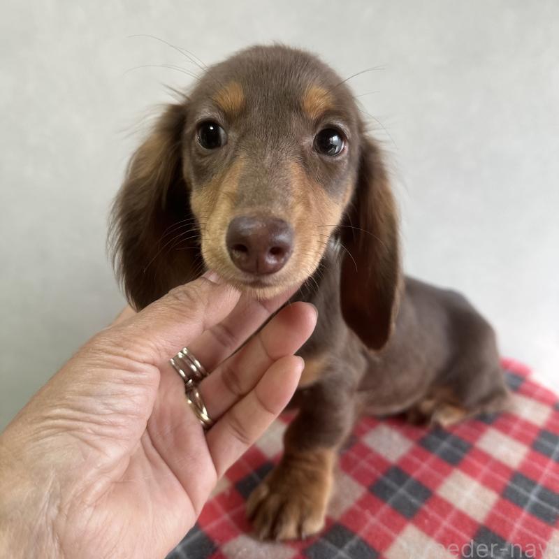 販売中の宮崎県のミニチュアダックスフンド(ロングヘアード)-416444の5枚目