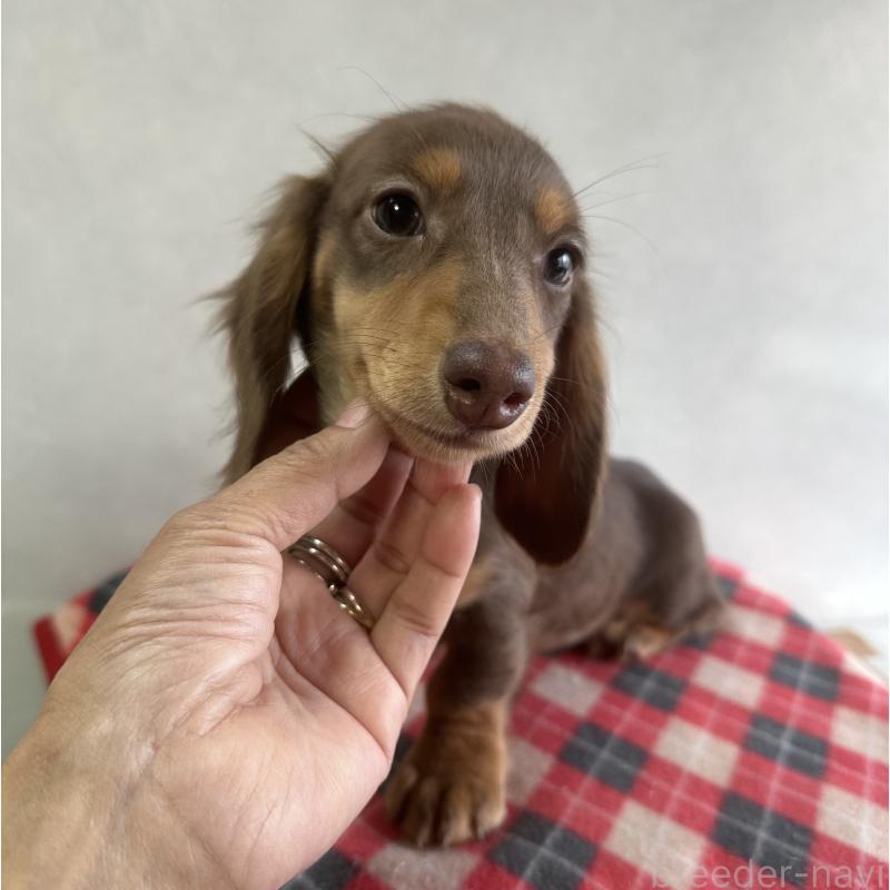 販売中の宮崎県のミニチュアダックスフンド(ロングヘアード)-416444の4枚目