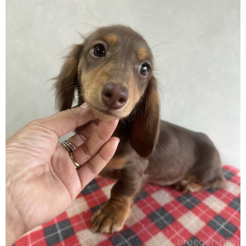 販売中の宮崎県のミニチュアダックスフンド(ロングヘアード)-416444の2枚目