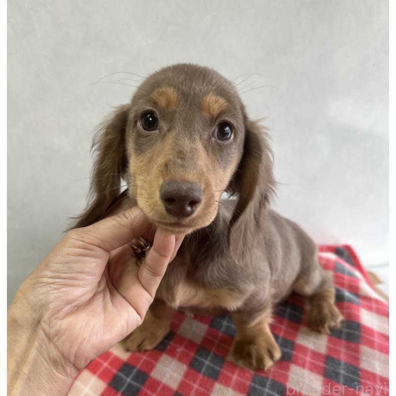 販売中の宮崎県のミニチュアダックスフンド(ロングヘアード)-416448