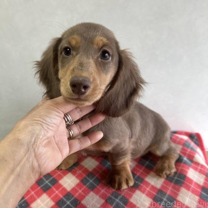 販売中の宮崎県のミニチュアダックスフンド(ロングヘアード)-416448の8枚目