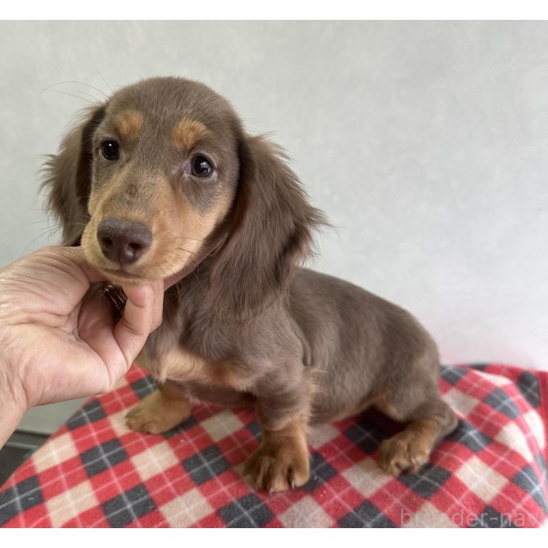 販売中の宮崎県のミニチュアダックスフンド(ロングヘアード)-416448の7枚目