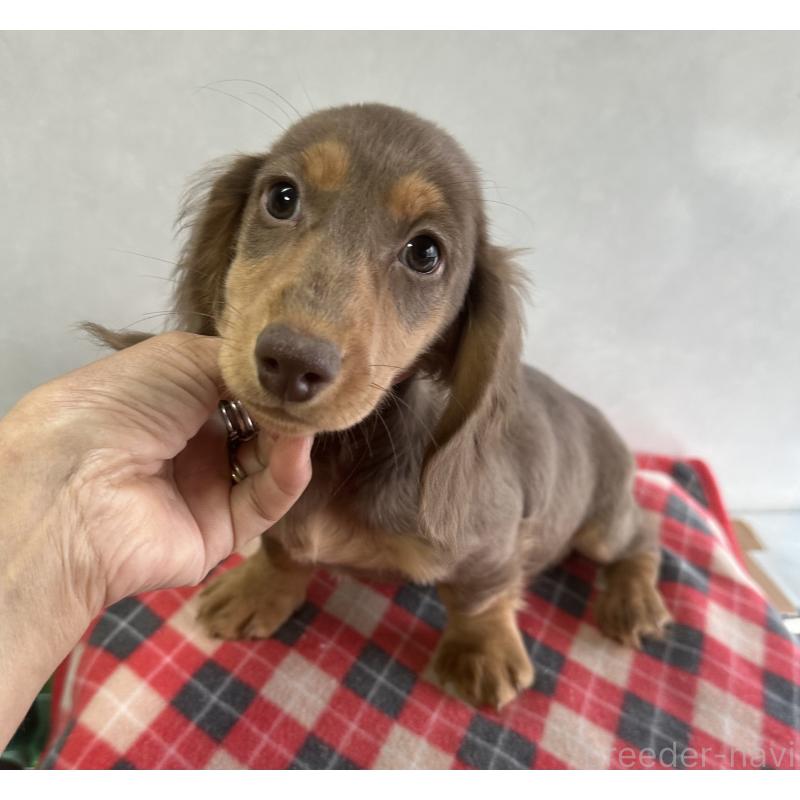 販売中の宮崎県のミニチュアダックスフンド(ロングヘアード)-416448の6枚目