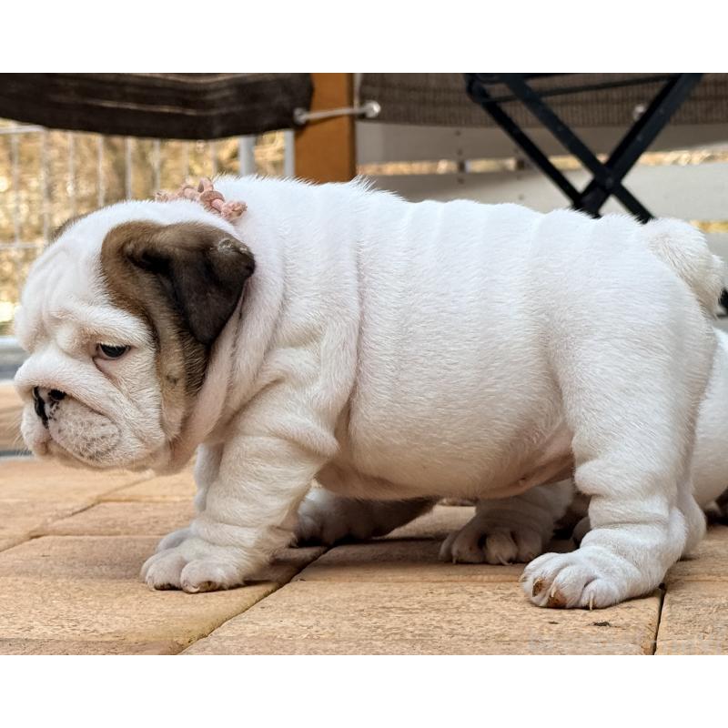 販売中の岡山県のブルドッグ-432075の5枚目