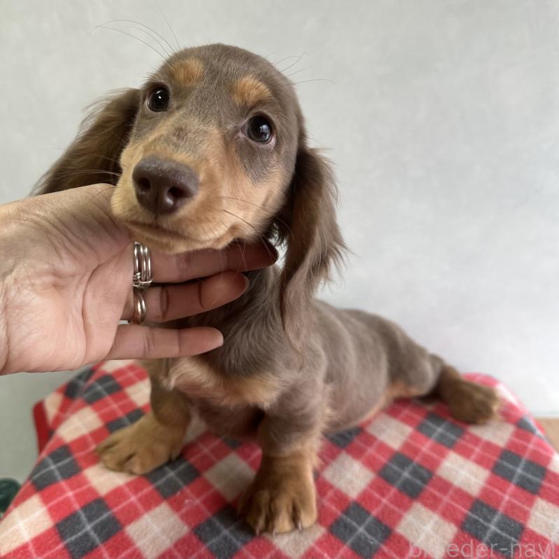 販売中の宮崎県のミニチュアダックスフンド(ロングヘアード)-416448の5枚目