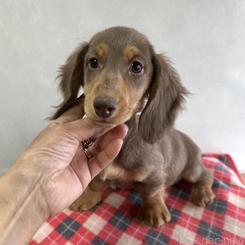 販売中の宮崎県のミニチュアダックスフンド(ロングヘアード)-416448の4枚目