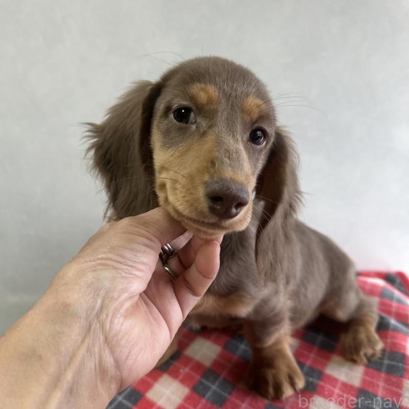 販売中の宮崎県のミニチュアダックスフンド(ロングヘアード)-416448の2枚目