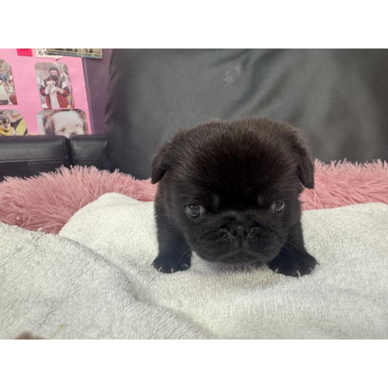 販売中の岐阜県のパグ-432074の6枚目