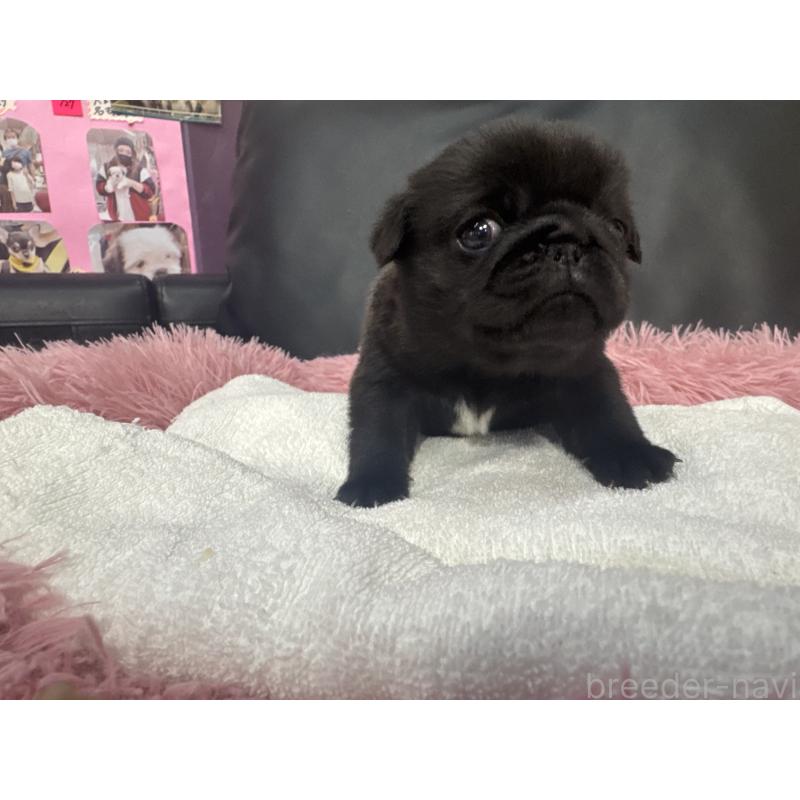 販売中の岐阜県のパグ-432074の5枚目