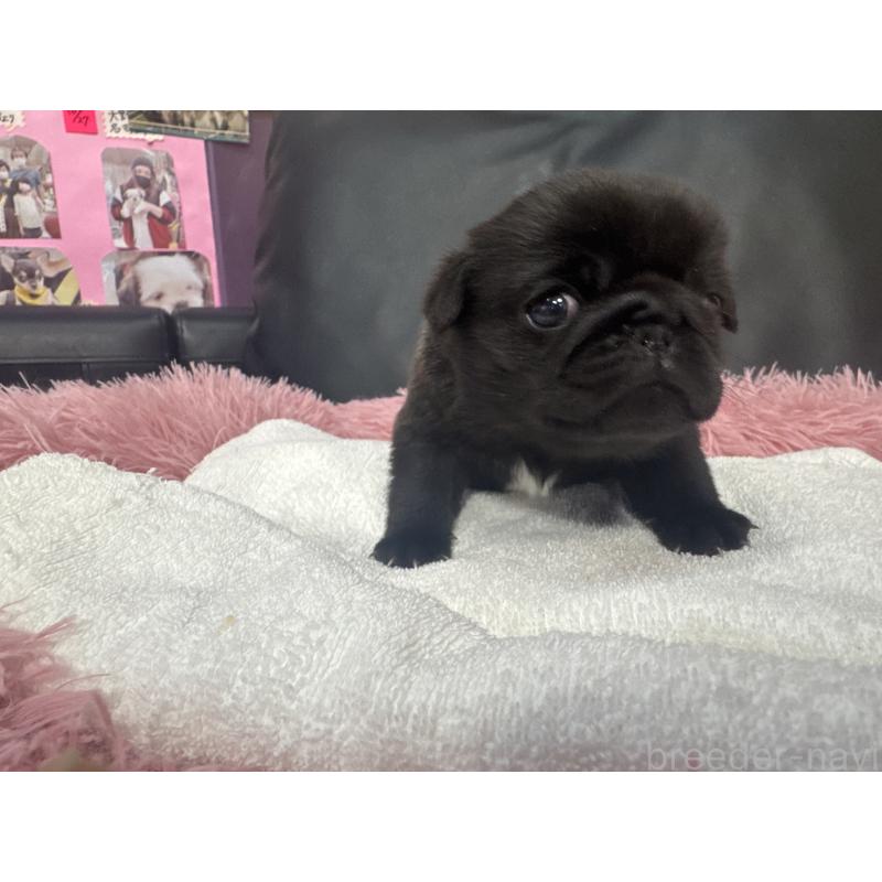 販売中の岐阜県のパグ-432074の4枚目