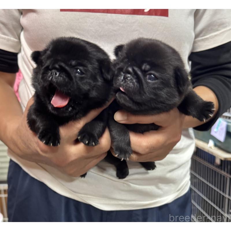 販売中の岐阜県のパグ-432074の3枚目