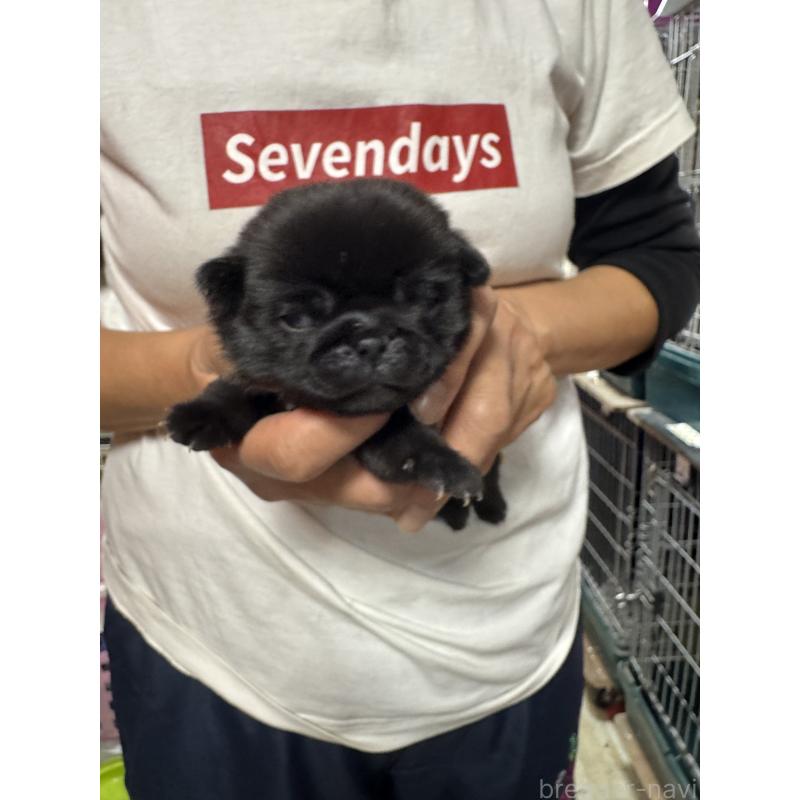 販売中の岐阜県のパグ-432074の2枚目