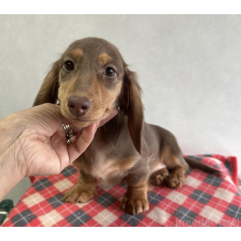 販売中の宮崎県のミニチュアダックスフンド(ロングヘアード)-416445