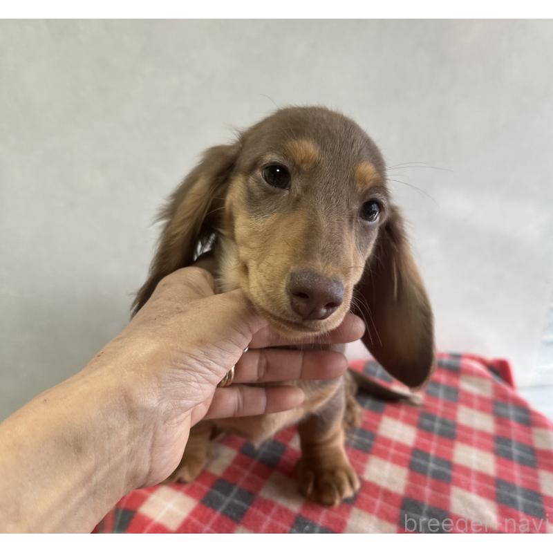 販売中の宮崎県のミニチュアダックスフンド(ロングヘアード)-416445の6枚目