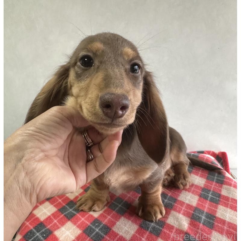 販売中の宮崎県のミニチュアダックスフンド(ロングヘアード)-416445の5枚目