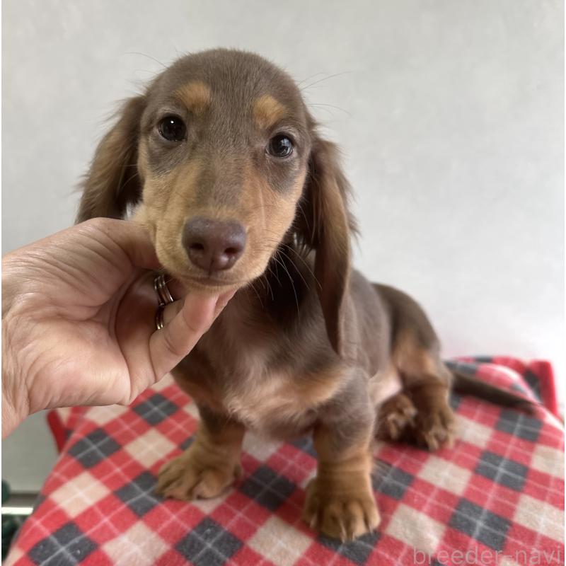 販売中の宮崎県のミニチュアダックスフンド(ロングヘアード)-416445の4枚目