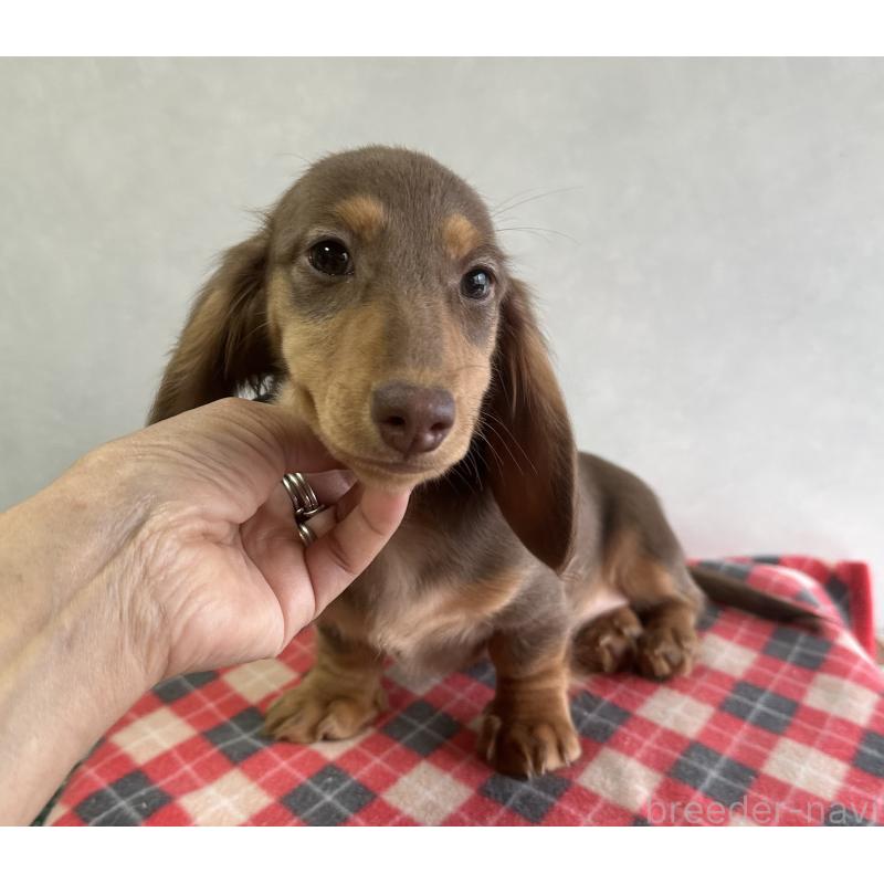 販売中の宮崎県のミニチュアダックスフンド(ロングヘアード)-416445の3枚目