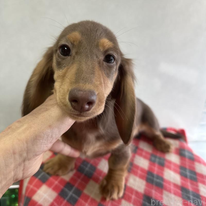 販売中の宮崎県のミニチュアダックスフンド(ロングヘアード)-416445の2枚目