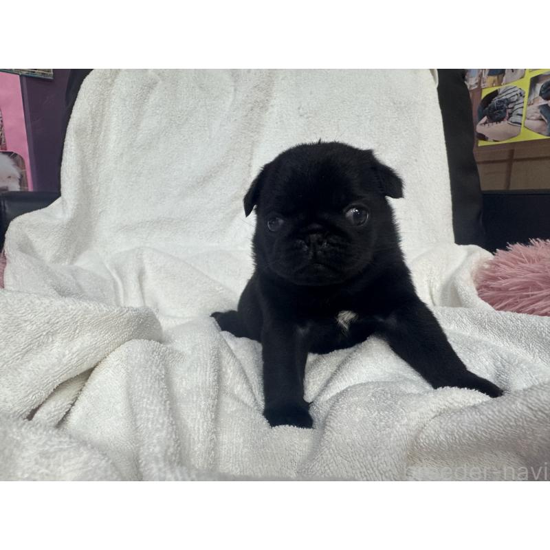 商談中の岐阜県のパグ-432076の9枚目