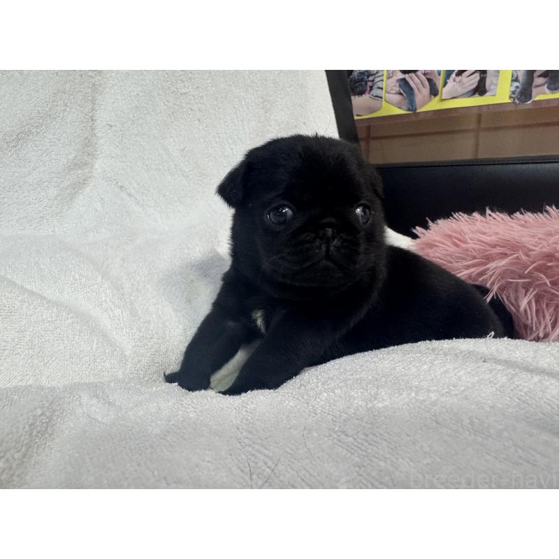 商談中の岐阜県のパグ-432076の8枚目