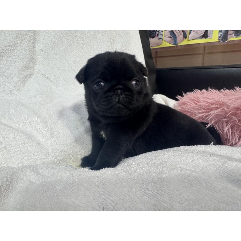 商談中の岐阜県のパグ-432076の7枚目