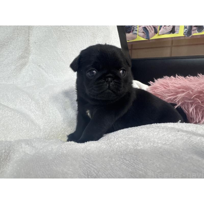 商談中の岐阜県のパグ-432076の5枚目