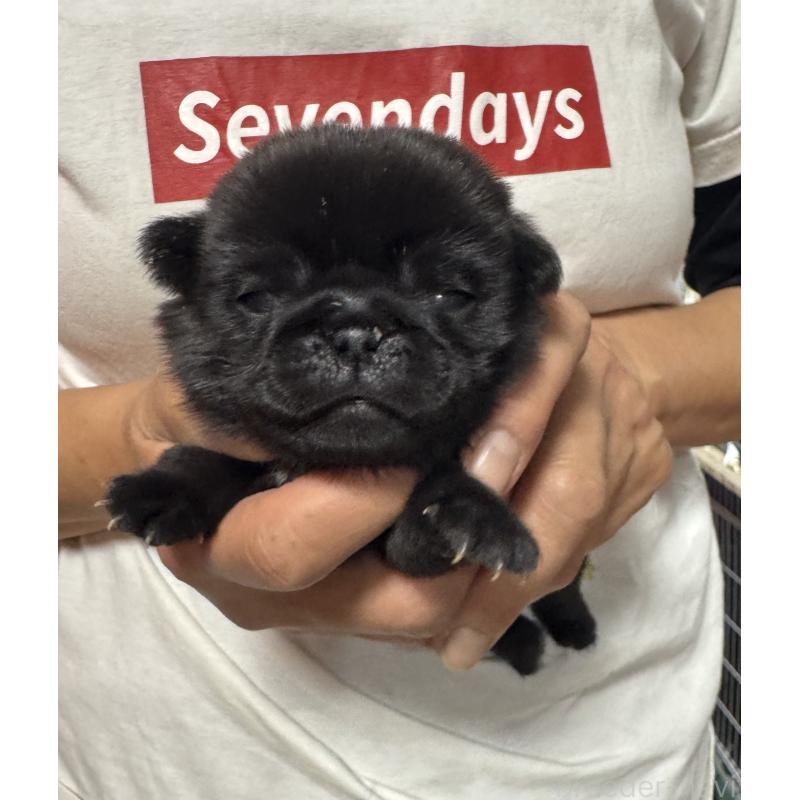 商談中の岐阜県のパグ-432076の3枚目