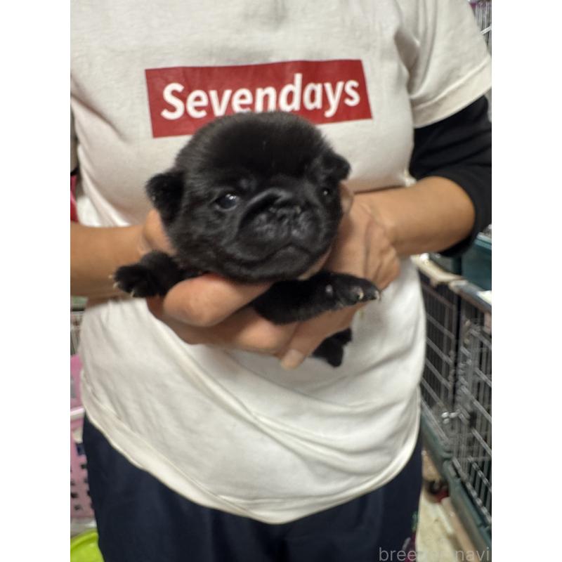 商談中の岐阜県のパグ-432076の2枚目