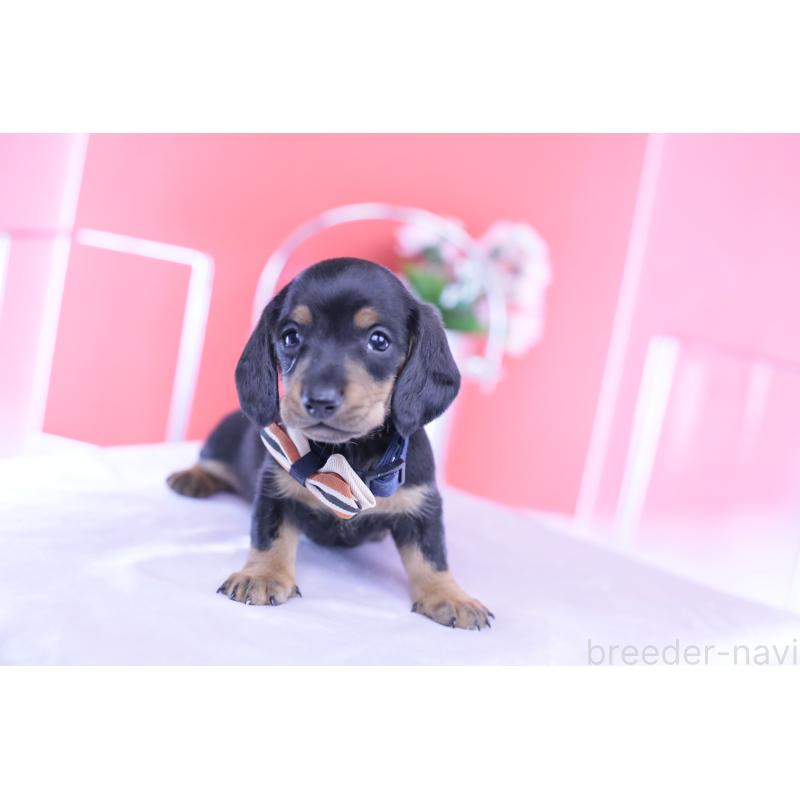 販売中の愛知県のミニチュアダックスフンド(スムースヘアード)-432079の11枚目