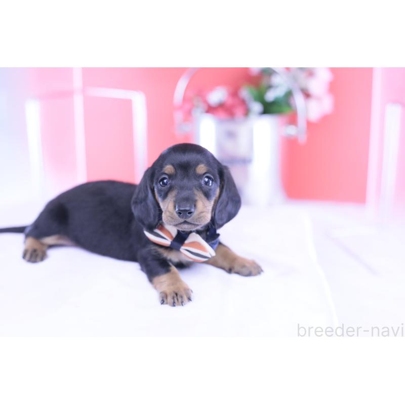 販売中の愛知県のミニチュアダックスフンド(スムースヘアード)-432079の10枚目