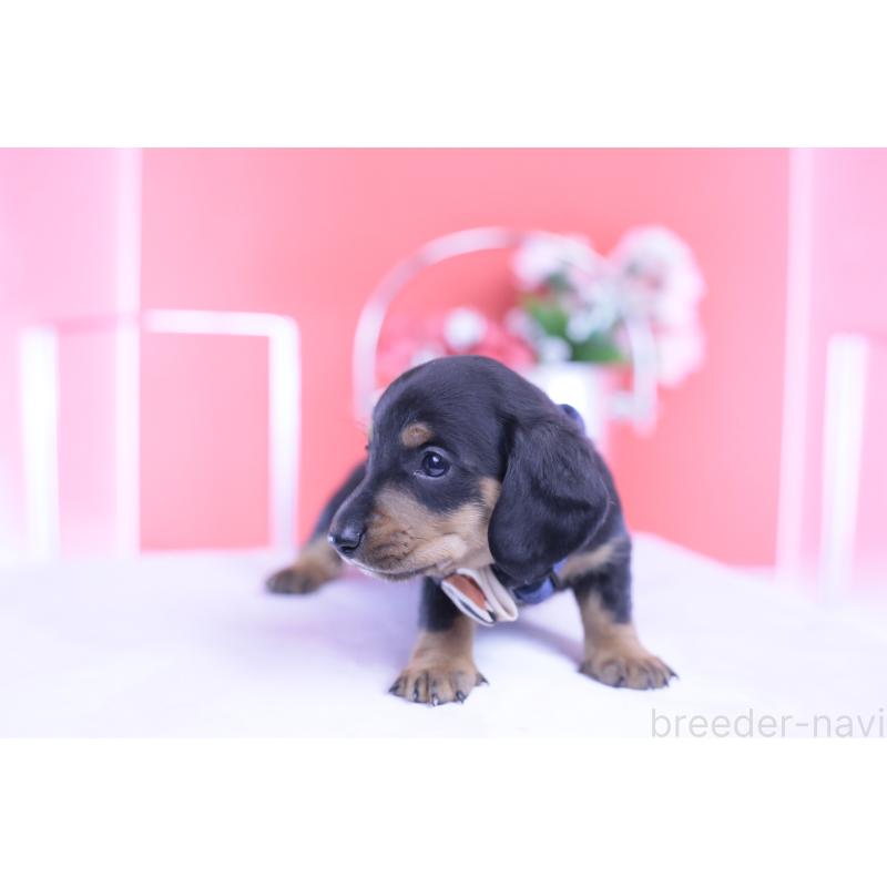販売中の愛知県のミニチュアダックスフンド(スムースヘアード)-432079の9枚目