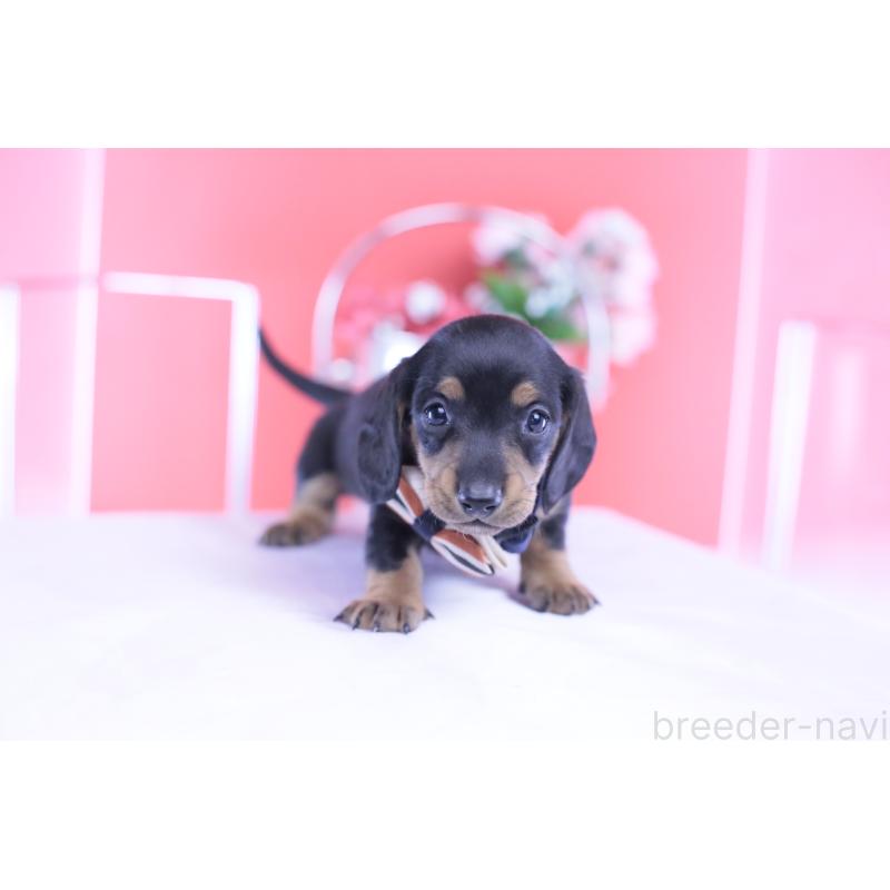 販売中の愛知県のミニチュアダックスフンド(スムースヘアード)-432079の8枚目