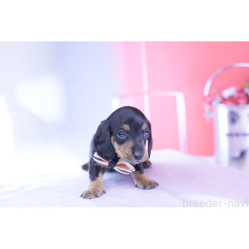 販売中の愛知県のミニチュアダックスフンド(スムースヘアード)-432079の7枚目