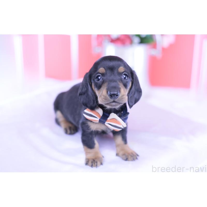 販売中の愛知県のミニチュアダックスフンド(スムースヘアード)-432079の5枚目