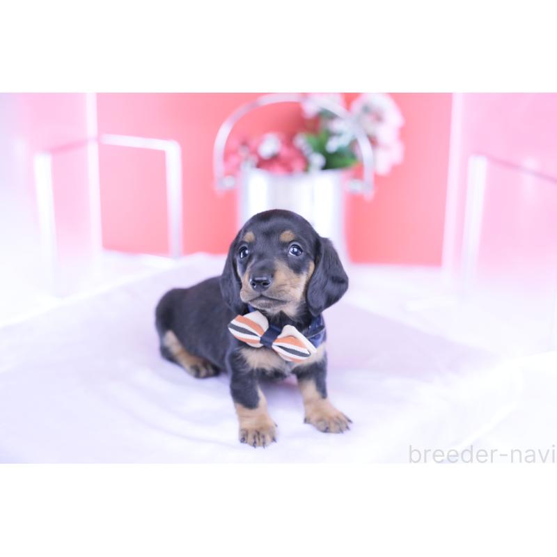 販売中の愛知県のミニチュアダックスフンド(スムースヘアード)-432079の4枚目