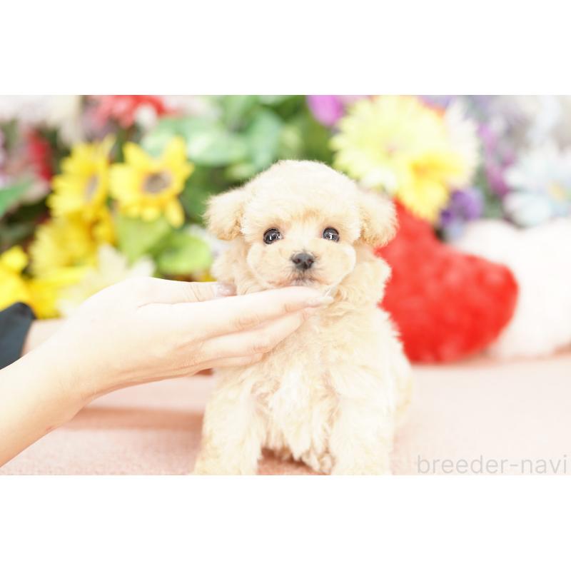 販売中の埼玉県のビションプー:ビションフリーゼ×トイプードル-432077の3枚目