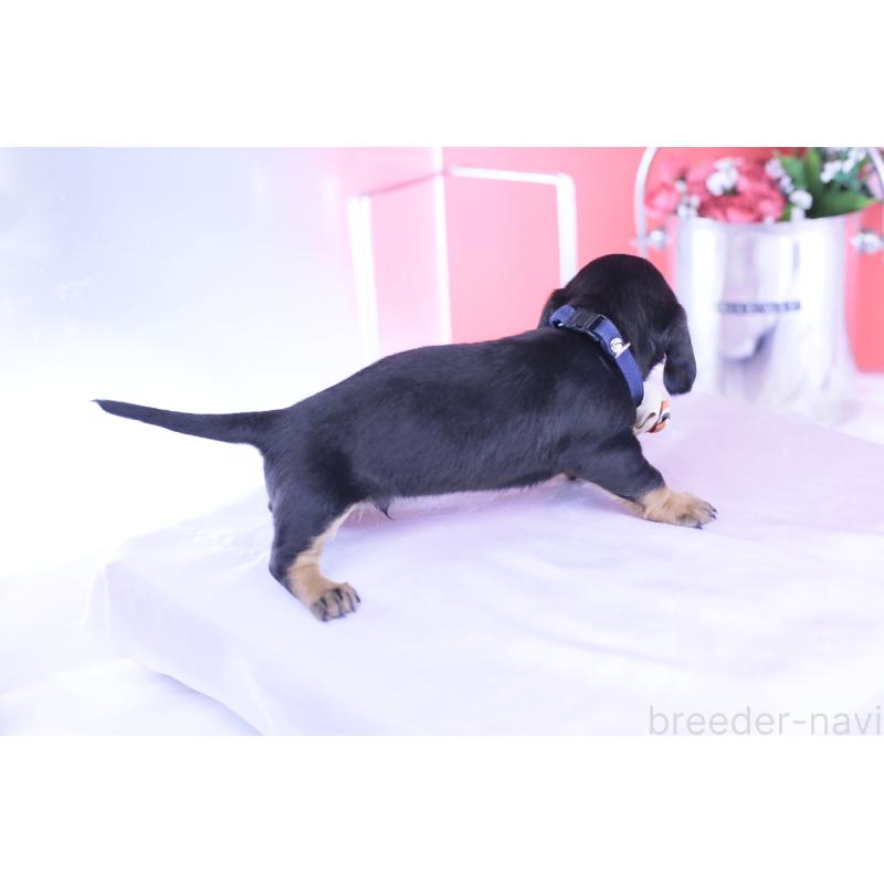 販売中の愛知県のミニチュアダックスフンド(スムースヘアード)-432079の3枚目