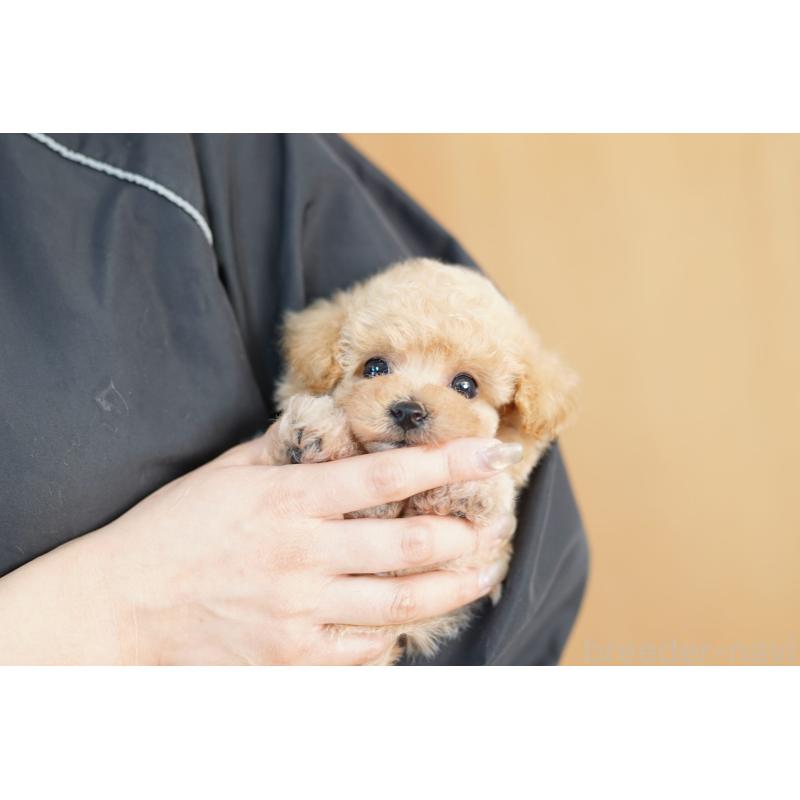 販売中の埼玉県のビションプー:ビションフリーゼ×トイプードル-432077の2枚目