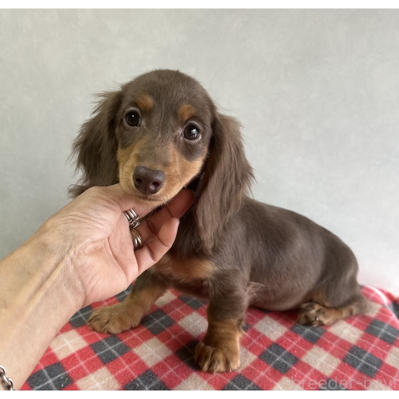 販売中の宮崎県のミニチュアダックスフンド(ロングヘアード)-416446