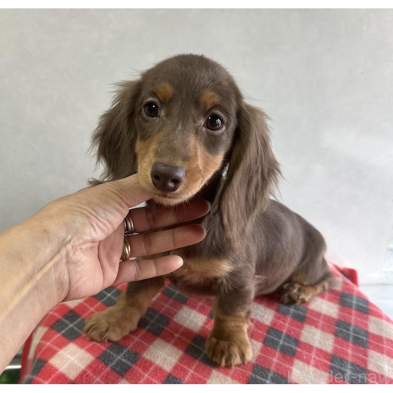 販売中の宮崎県のミニチュアダックスフンド(ロングヘアード)-416446の10枚目