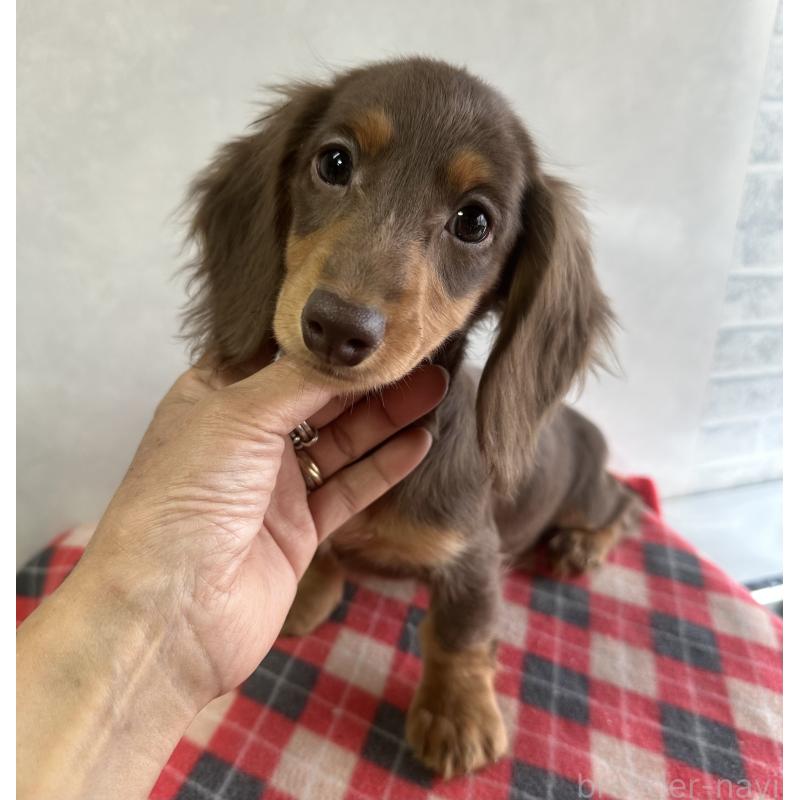 販売中の宮崎県のミニチュアダックスフンド(ロングヘアード)-416446の9枚目