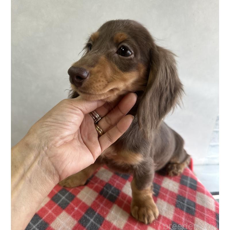 販売中の宮崎県のミニチュアダックスフンド(ロングヘアード)-416446の8枚目